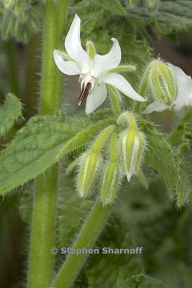 borago officinalis 2 graphic